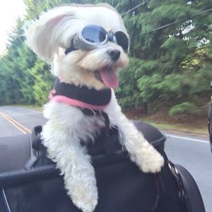 Meet your Posher, Lisa